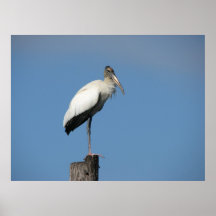 Wood Stork Posters