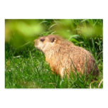 Woodchuck ~ ATC Business Card Template