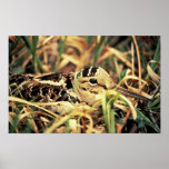 Woodcock sur le nid affiche