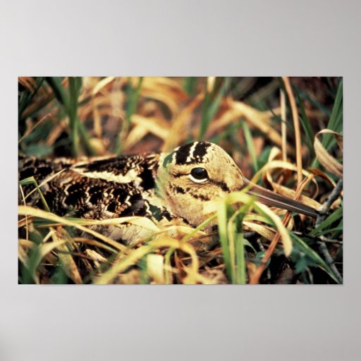 Woodcock sur le nid affiche