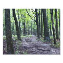 Wooded Path 10x8 Photographic Print