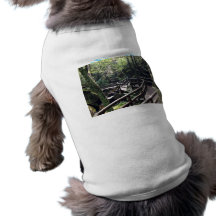 Wooden bridge in the forest dog clothes