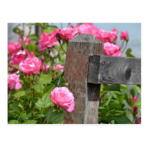 Wooden Fence and Roses Post Cards