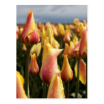 Wooden Shoe Tulip Farm Vertical Post Cards