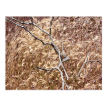 wooden stick post cards