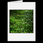 Woodland Floor cartes