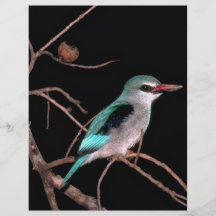Woodland kingfisher, Mara River Camp, Kenya Flyer
