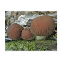 Woodland Mushrooms Coordinating Items Post Cards