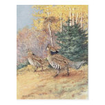 Woodland Ruffed Grouse Postcard