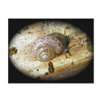 Woodland Snail Postcard
