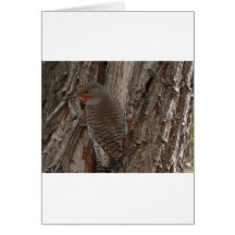 woodpecker,common flicker card
