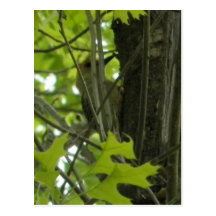 Woodpecker postcard