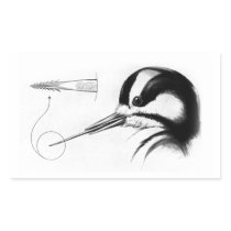 Woodpecker Tongue Anatomy