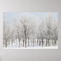 woods in rime posters