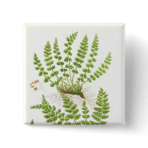 Woodsia Fern Buttons