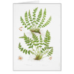 Woodsia Fern Greeting Card