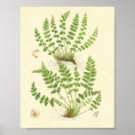Woodsia Fern Print