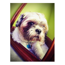 WOOF! POST CARDS