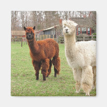 Woolly Llamas ~ magnet