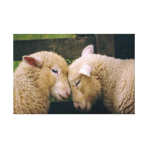 Woolly Love Ewes Gallery Wrapped Canvas