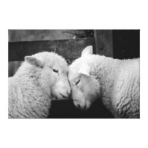 Woolly Love Ewes (in B&W) Gallery Wrapped Canvas