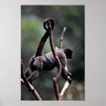 Wooly monkey (Lago-thrix lagothrica) Posters