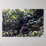 Wooly monkey (Lago-thrix lagothrica) Print