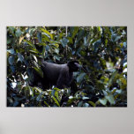 Wooly monkey (Lago-thrix lagothrica) Print