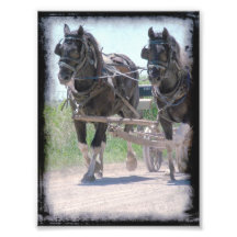 Working Amish Pinto Draughts Art Photo
