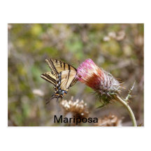 World Postcards - Mariposa Postales