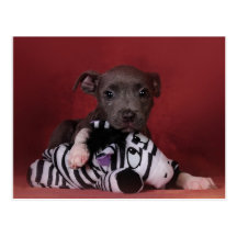 Would someone get this puppy off of me? post cards