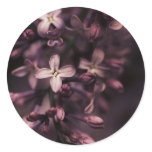 Wow Lilacs, postcards cards sticker templates