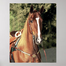 Wrangler Horse Posters