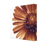 Wrapped Canvas Print, Flower, Aster