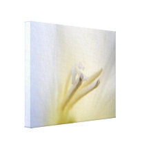 Wrapped Canvas Print, White Iris Flower