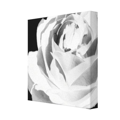Wrapped Canvas Print, White Rose Bloom