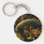 Wrasse Rouge-coupé la queue Porte-clefs