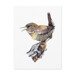 Wren 2 Postcard in ink