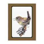 Wren Postcard in Ink