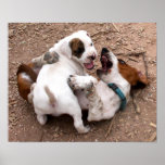 Wrestle Playing American Pit Bull & Basset Hound Print