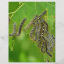 wriggling caterpillars full color flyer