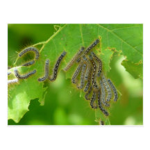 wriggling caterpillars post card