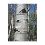 Wrinkled Aspen Tree Postcard
