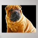 Wrinkles, The Chinese Shar Pei Puppy Dog posters