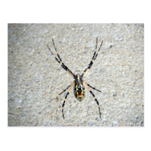 Writing Spider Postcard