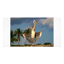 Wurdermann's Heron in funny flashing pose.