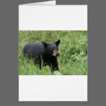 www.blackbearsite.com cards