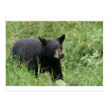 www.blackbearsite.com post cards