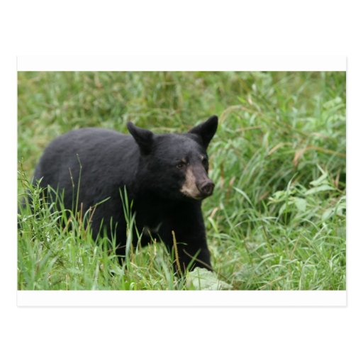 www.blackbearsite.com postcards