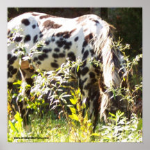 www.leopardhorses.com posters